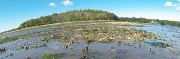 oyster-reef-restoration-in-great-bay-estuary-rockingham-county-new