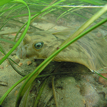 Chris Pickerell flounder