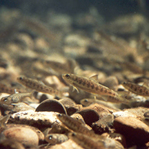 Edward Peter Steenstra USFWS Atlantic salmon ME