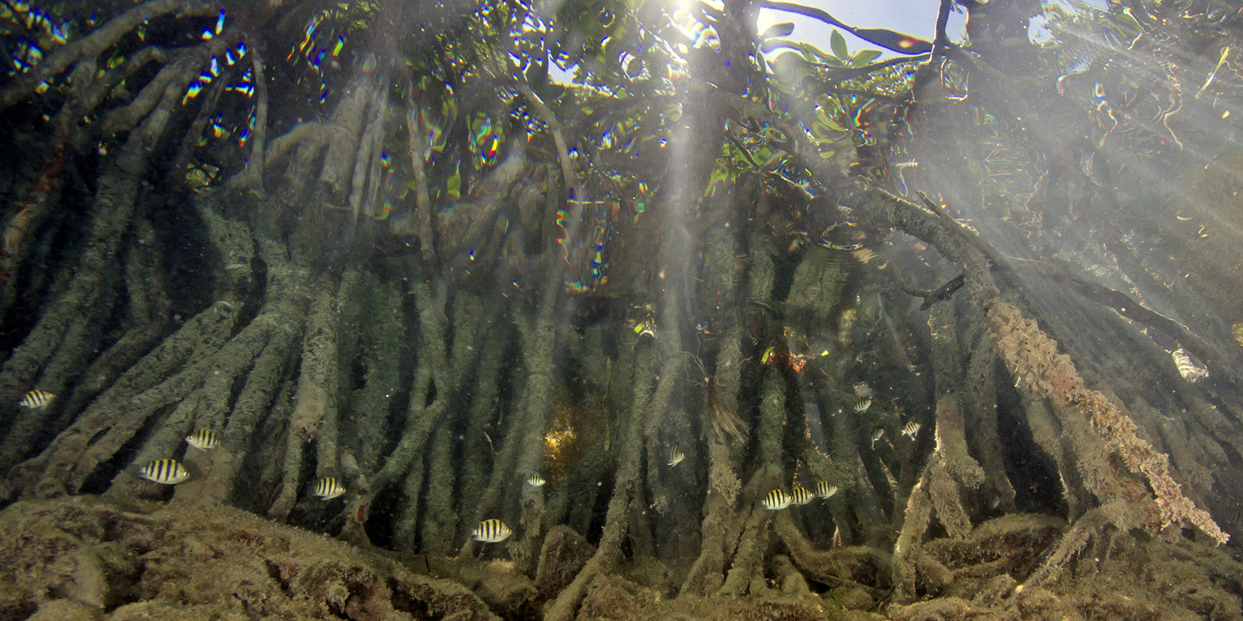 Evan D’Alessandro mangroves