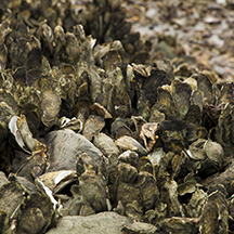 Shutterstock oysters