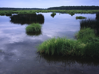 George Gentry USFWS salt marsh SC