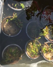 pondweed ready for planting