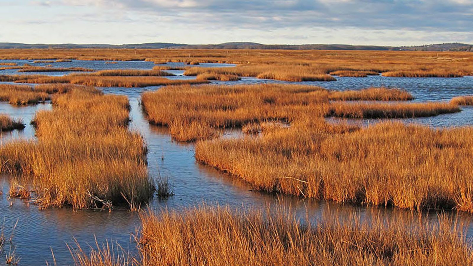 Matt Poole USFWS salt marsh large