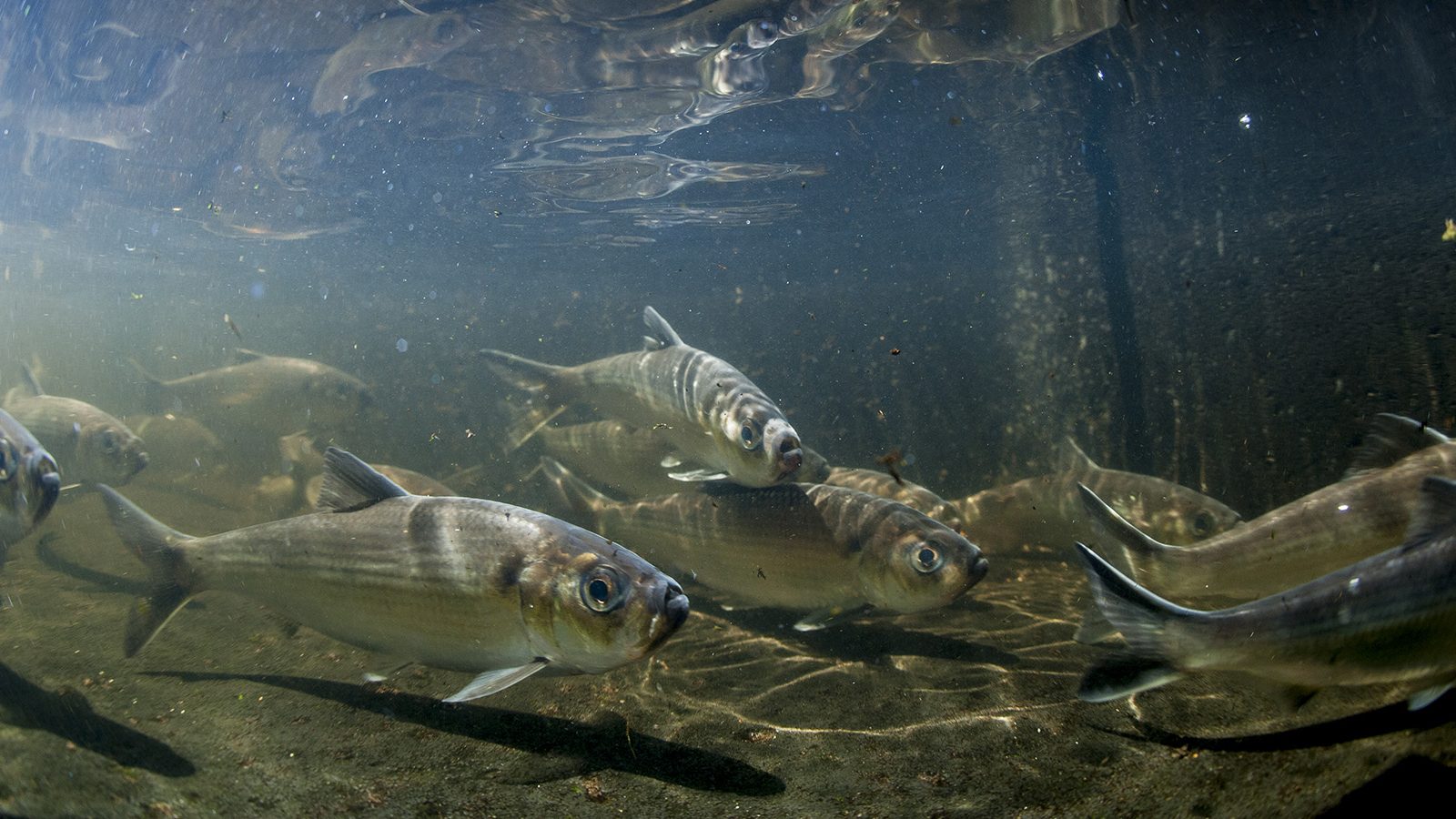 Onne van der Wal river herring